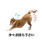 柴犬ユキチ（個別スタンプ：26）
