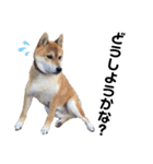 柴犬ユキチ（個別スタンプ：28）