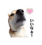 柴犬ユキチ（個別スタンプ：29）