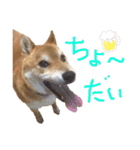 柴犬ユキチ（個別スタンプ：30）