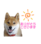 柴犬ユキチ（個別スタンプ：31）