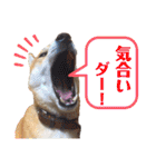 柴犬ユキチ（個別スタンプ：32）
