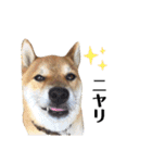 柴犬ユキチ（個別スタンプ：33）