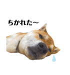 柴犬ユキチ（個別スタンプ：34）