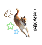 柴犬ユキチ（個別スタンプ：35）
