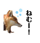 柴犬ユキチ（個別スタンプ：36）
