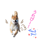 柴犬ユキチ（個別スタンプ：37）