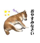 柴犬ユキチ（個別スタンプ：38）