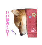 柴犬ユキチ（個別スタンプ：39）