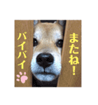 柴犬ユキチ（個別スタンプ：40）