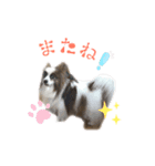 パビヨン ココア（個別スタンプ：3）