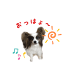 パビヨン ココア（個別スタンプ：5）