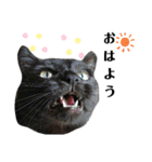日常。(黒ねこのチョコレート)（個別スタンプ：2）