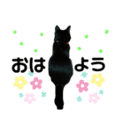 日常。(黒ねこのチョコレート)（個別スタンプ：3）