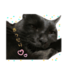 日常。(黒ねこのチョコレート)（個別スタンプ：8）