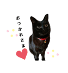 日常。(黒ねこのチョコレート)（個別スタンプ：16）