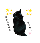 日常。(黒ねこのチョコレート)（個別スタンプ：19）
