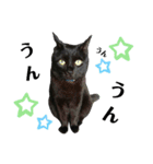 日常。(黒ねこのチョコレート)（個別スタンプ：20）