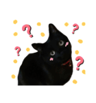 日常。(黒ねこのチョコレート)（個別スタンプ：21）