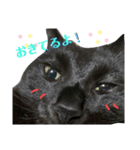日常。(黒ねこのチョコレート)（個別スタンプ：28）