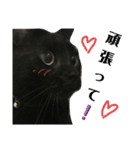 日常。(黒ねこのチョコレート)（個別スタンプ：34）
