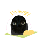 日常。(黒ねこのチョコレート)（個別スタンプ：40）
