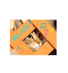 キノっちの日常生活言葉（個別スタンプ：1）