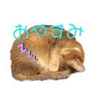 キノっちの日常生活言葉（個別スタンプ：2）