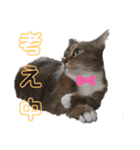 キノっちの日常生活言葉（個別スタンプ：3）
