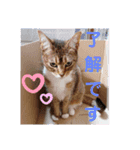 キノっちの日常生活言葉（個別スタンプ：6）