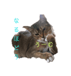 キノっちの日常生活言葉（個別スタンプ：7）