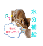 キノっちの日常生活言葉（個別スタンプ：16）