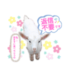 大城kids第4弾（個別スタンプ：9）