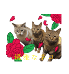ウチの毛玉たち（個別スタンプ：2）