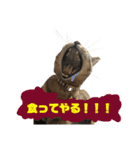 ウチの毛玉たち（個別スタンプ：4）