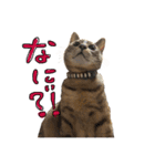 ウチの毛玉たち（個別スタンプ：5）