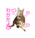 ウチの毛玉たち（個別スタンプ：6）