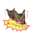 ウチの毛玉たち（個別スタンプ：8）