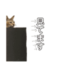 ウチの毛玉たち（個別スタンプ：9）