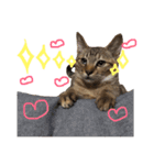ウチの毛玉たち（個別スタンプ：13）