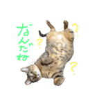 ウチの毛玉たち（個別スタンプ：14）