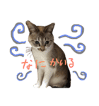 ウチの毛玉たち（個別スタンプ：15）