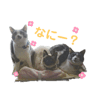 さんねこちゃん（個別スタンプ：1）