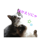 さんねこちゃん（個別スタンプ：5）