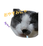 さんねこちゃん（個別スタンプ：6）