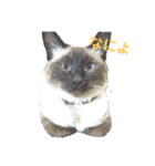 さんねこちゃん（個別スタンプ：8）