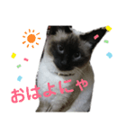 さんねこちゃん（個別スタンプ：11）