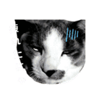 さんねこちゃん（個別スタンプ：12）