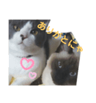さんねこちゃん（個別スタンプ：13）