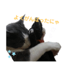 さんねこちゃん（個別スタンプ：14）